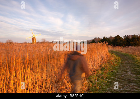 Ein Spaziergänger auf einem Wanderweg auf den Norfolk Broads mit Turf Moor Windmühle in der Ferne Stockfoto