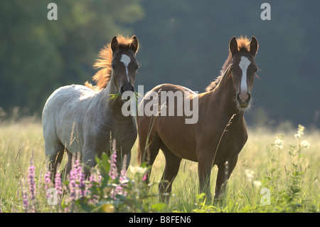 German Riding Pony und Welsh B (Equus Ferus Caballus), zwei Fohlen auf einer Wiese Stockfoto