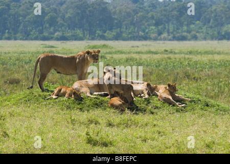 Stolz der Löwen Stockfoto