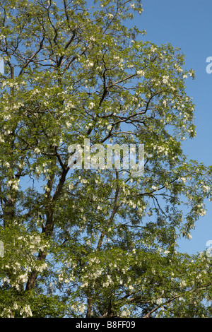 Falsche Akazie oder Robinie, Robinia Pseudacacia Baum im Mai in Dorset Stockfoto