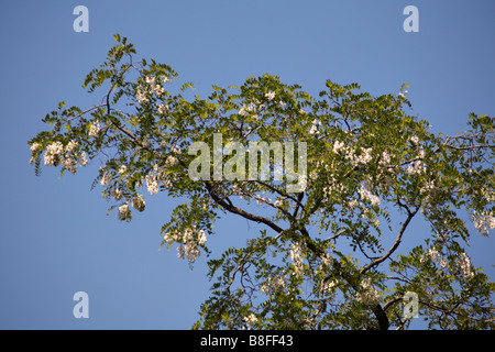 Falsche Akazie oder Robinie, Robinia Pseudacacia, Baum im Mai in Dorset Stockfoto