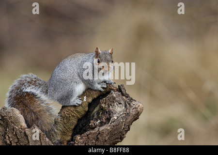 Östliche graue Eichhörnchen Sciurus Carolinensis Log Alarmbereitschaft Stockfoto