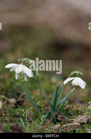 Gemeinsamen Schneeglöckchen Galanthus Nivalis in heimischem Holz Stockfoto