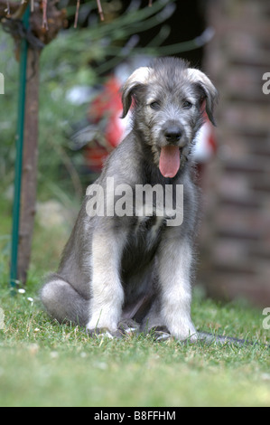 Irischer Wolfshund (Canis Lupus Familiaris), Welpen sitzen auf dem Rasen Stockfoto