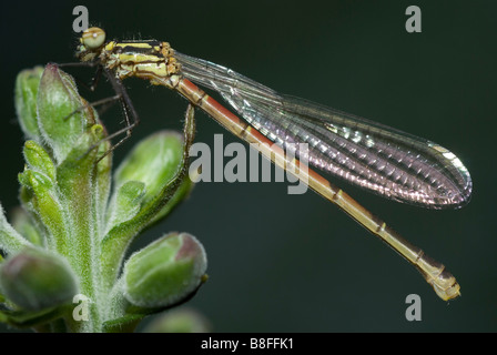 Weiblichen großen Red Damselfly (Pyrrhosoma Nymphula) Stockfoto