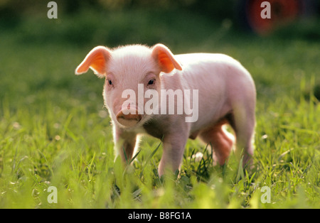 Hausschwein (Sus Scrofa Domestica), Ferkel, stehend auf dem Rasen Stockfoto