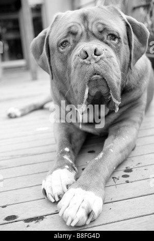 Bordeauxdogge oder Dogge de bordeaux Stockfoto