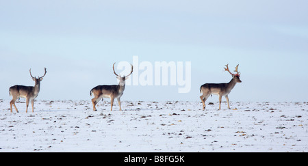 Drei Damhirsch Dama Dama Dollar zu Fuß über Schnee bedeckt Feld Stockfoto