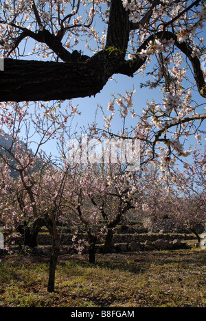 Mandel Obstgarten, in der Nähe von Benimaurell, Vall de Laguar, Provinz Alicante, Comunidad Valenciana, Spanien Stockfoto