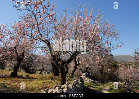 Mandel Obstgarten, in der Nähe von Benimaurell, Vall de Laguar, Provinz Alicante, Comunidad Valenciana, Spanien Stockfoto