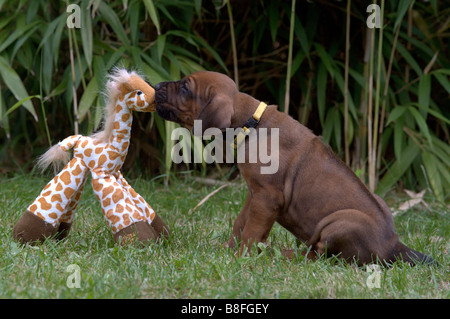Rhodesian Ridgeback (Canis Lupus Familiaris), Welpen spielen mit einem Spielzeug giraffe Stockfoto