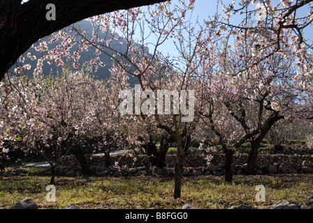 Mandel Obstgarten, in der Nähe von Benimaurell, Vall de Laguar, Provinz Alicante, Comunidad Valenciana, Spanien Stockfoto