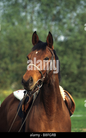 Budyonny, Budenny (Equus Ferus Caballus). Porträt von brauner Wallach Stockfoto