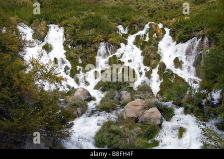 Frisches Wasser entspringt im Niagara Spring State Park in Hagerman Idaho USA Stockfoto
