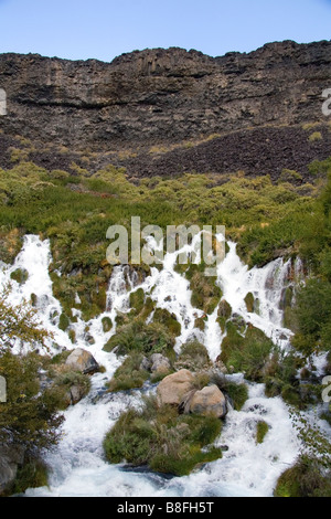 Frisches Wasser entspringt im Niagra Springs State Park in Hagerman Idaho USA Stockfoto