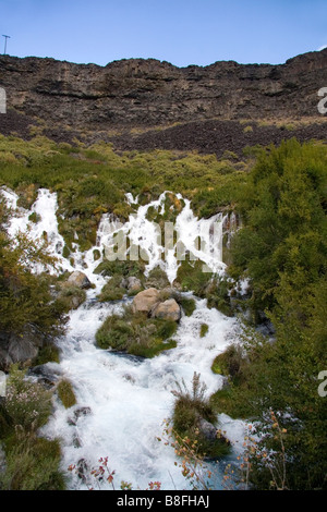Frisches Wasser entspringt im Niagra Springs State Park in Hagerman Idaho USA Stockfoto