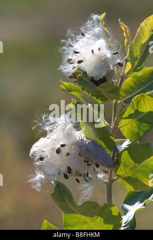 Die Samen eines auffälligen Wolfsmilch-Werks in Payette County Idaho USA Stockfoto