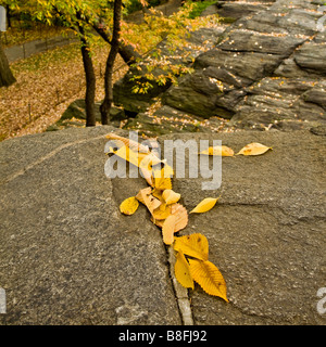 Herbstlaub auf steinernen Brüstung, Central Park, New York, USA Stockfoto