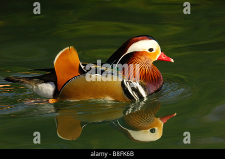 Männliche Mandarinente Mirorred in Wasser Oberfläche Aix galericulata Stockfoto