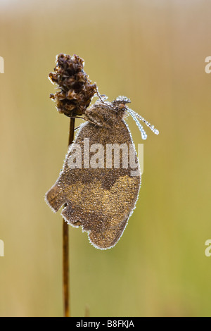 Wiese Braun Schmetterling Stockfoto