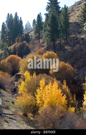 Herbstfarben entlang der South Fork des Boise River in Elmore County Idaho USA Stockfoto