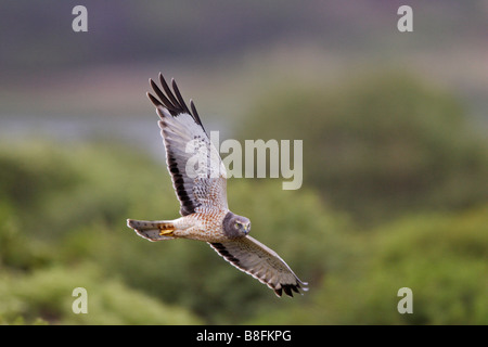 Northern Harrier Circus Cyaneus Hudsonius im Flug Stockfoto