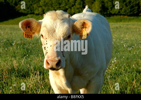 Neugierige Kuh in der Abend Sonne, Westfrankreich Stockfoto