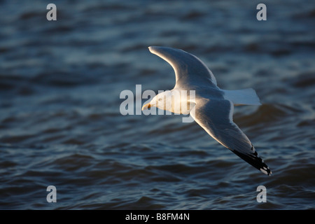 Silbermöwe Larus Argentatus Smithsonianus Erwachsenen in der Zucht Gefieder im Flug über den Ozean bei Sonnenaufgang Stockfoto