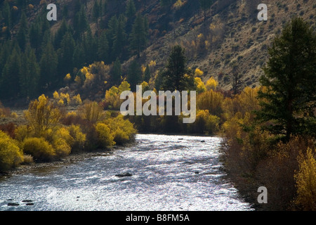 Herbstfarben entlang der South Fork des Boise River in Elmore County Idaho USA Stockfoto