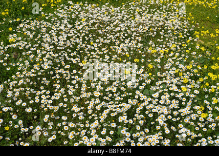 der kleine weiße Margeriten und Bermuda Butterblumen (Oxalis Pes-Caprae), Provinz Alicante, Comunidad Valenciana, Spanien Stockfoto