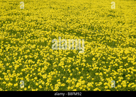 Bereich der Bermuda Butterblumen (Oxalis Pes-Caprae), Provinz Alicante, Comunidad Valenciana, Spanien Stockfoto