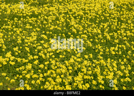 Bereich der Bermuda Butterblumen (Oxalis Pes-Caprae), Provinz Alicante, Comunidad Valenciana, Spanien Stockfoto