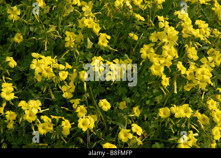 Bermuda Butterblumen (Oxalis Pes-Caprae), Provinz Alicante, Comunidad Valenciana, Spanien Stockfoto