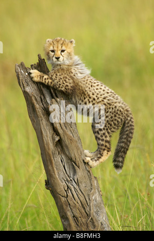 Gepard Cub Klettern Baum Stump, Masai Mara, Kenia Stockfoto