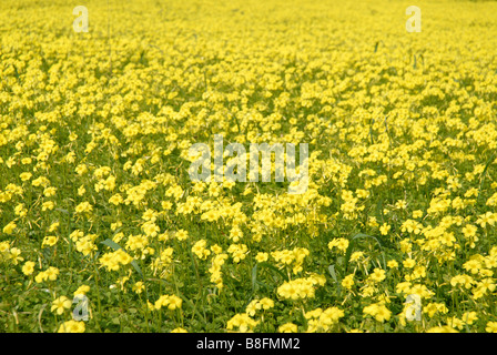 Bereich der Bermuda Butterblumen (Oxalis Pes-Caprae), Provinz Alicante, Comunidad Valenciana, Spanien Stockfoto