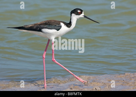 Schwarzhals-Stelzenläufer Schritte entlang der Küste von South Padre Island in Texas. South Padre Island ist ein Mekka für Vogelbeobachter. Stockfoto