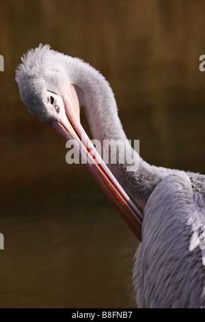 Rosa, gesicherte Pelikan Pelecanus saniert putzen Stockfoto