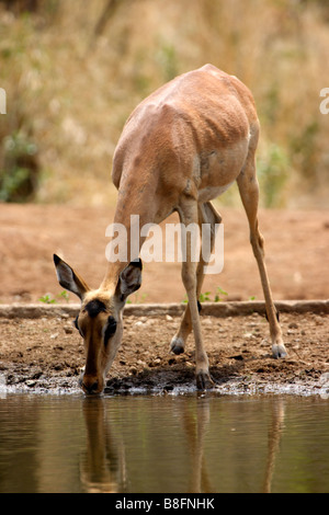 Schwarz konfrontiert Impala trinken - Etosha, Namibia Stockfoto