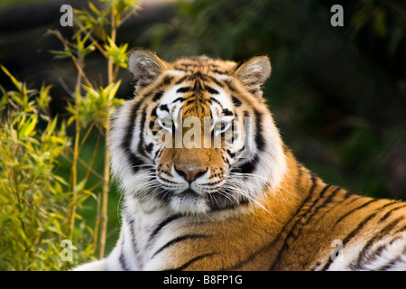 Tiger bei Colchester Zoo England uk Stockfoto