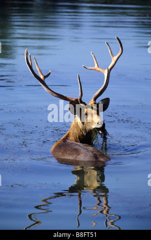 Der Barasingha oder Barasinga (Rucervus Duvaucelii) ist eine Art von Hirsch, Männlich, Kanha, Nationalpark, Madhya Pradesh, Indien. Stockfoto