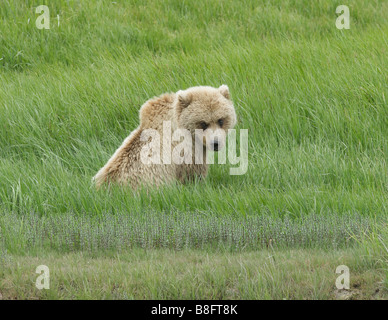 Der Braunbär (Ursus Arctos) sitzt in die hohe Gräser ruht und die Mitte Tag Sonne. Stockfoto