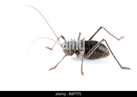 Eine afrikanische gepanzerten Boden Cricket (Familie Bradyporidae) auf weiß Stockfoto