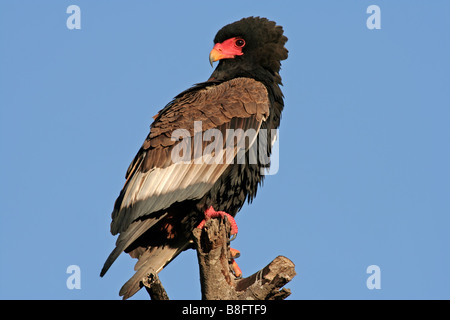 Bateleur Adler (Terathopius Ecaudatus) thront auf einem Ast, Krüger Nationalpark, Südafrika Stockfoto