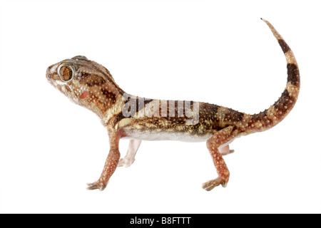 Eine afrikanische Riesen Boden Gecko (Chondrodactylus Angulifer) auf weiß Stockfoto