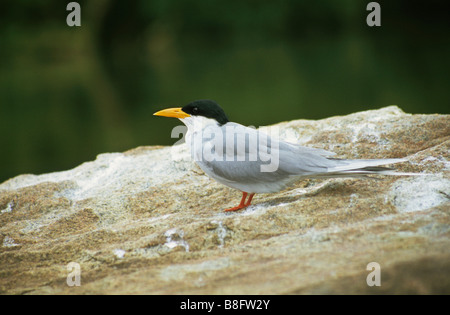 Fluß Tern (Sterna Aurantia) Rangantittu Bird Sanctuary, Indien Stockfoto
