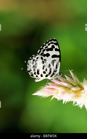 GEMEINSAMEN PIERROT Castalius Rosimon kleiner Schmetterling in Indien gefunden. Lycaenidae: Blues Stockfoto