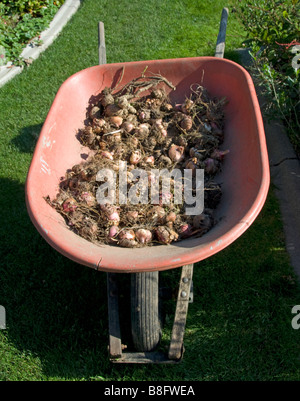 Stock Foto von Rad Lauf voll von Blumenzwiebeln Stockfoto