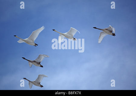 Herde von Trumpeter Schwäne fliegen in V-Formation durch einen schönen Himmel Stockfoto