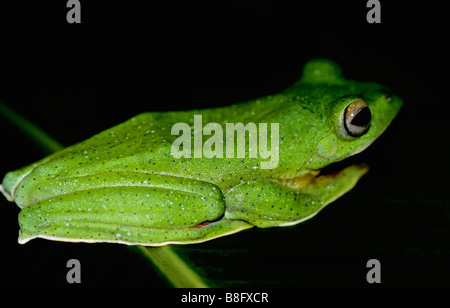 Malabar Flying Frog (Rhacophorus Malabaricus) ist ein Frosch Moosarten im Amboli, Maharashtra, Indien Stockfoto