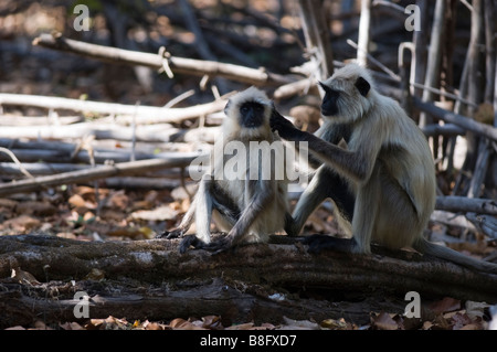 Hanuman-Languren (Semnopithecus Entellus) Stockfoto